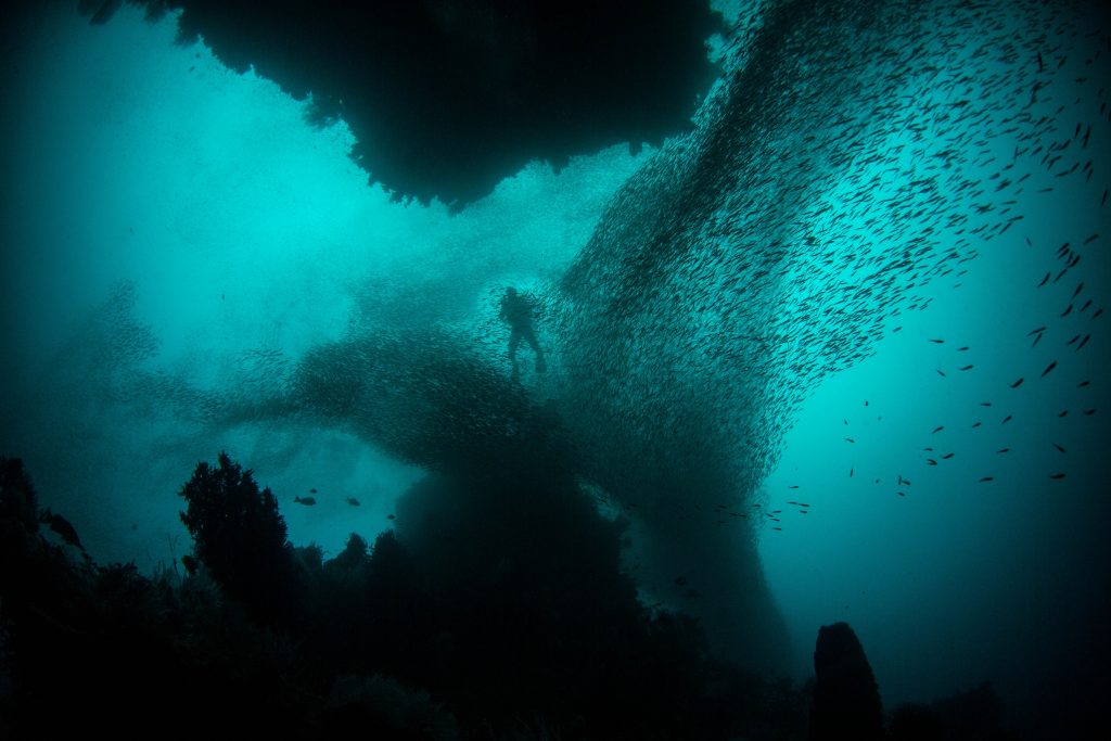 underwater photo of diver